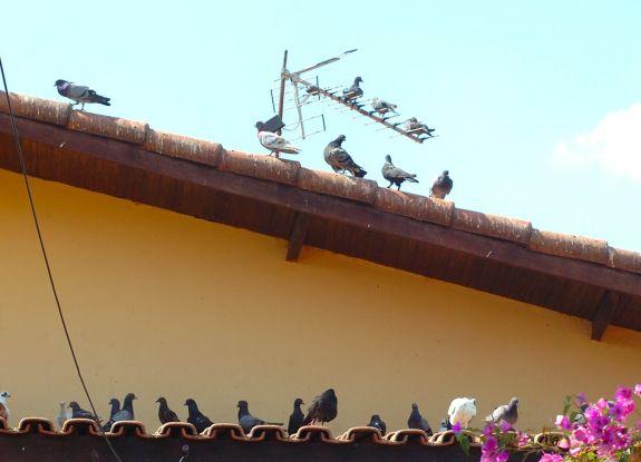 Pombos ficam sobre telhados e fezes das aves representa risco para a saúde de moradores da rua Alexandre Caldini - Erick Pinheiro