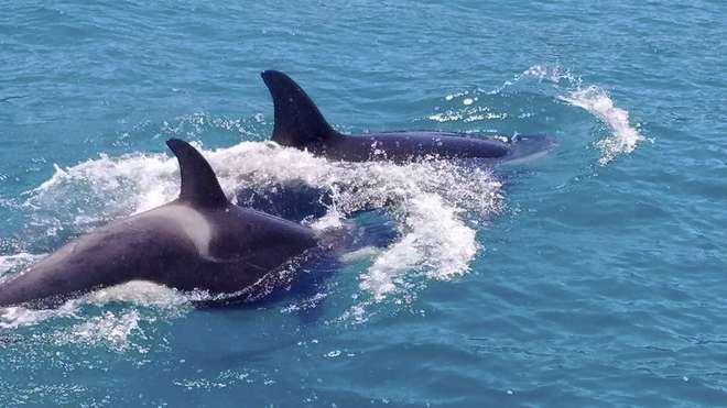 As orcas, que pertencem à mesma família dos golfinhos, podem medir até 10 metros de comprimento e pesar até 8 toneladas - Instituto Argonauta