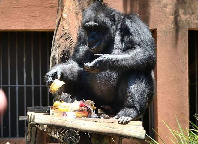 O chimpanzé Black virou alvo de uma disputa judicial - ERICK PINHEIRO / ARQUIVO JCS (25/1/2014)