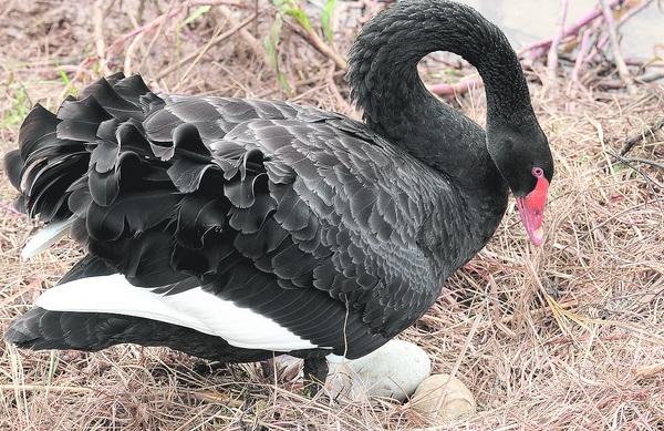 Familia De Cisnes Aumenta 02 06 13 Cruzeirinho Jornal Cruzeiro Do Sul