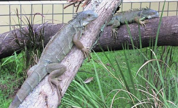 Como foi filmada a perseguição do ano: serpentes versus iguana bebé –  Observador