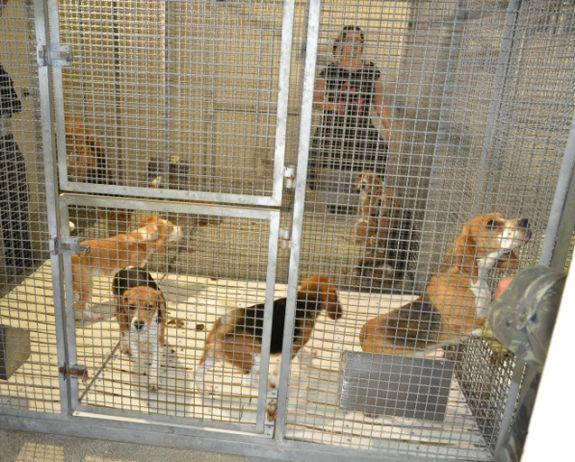 Polícia Civil e Ministério Público procuram cães retirados de