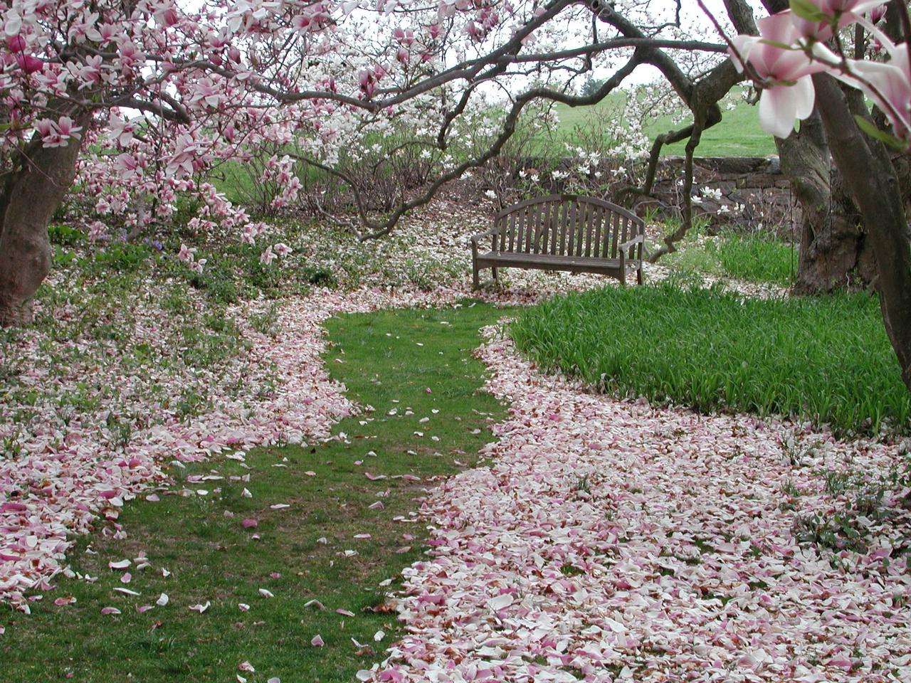 Jardim de Magnólias, muito comuns no sul da Georgia, nos EUA - Divulgação