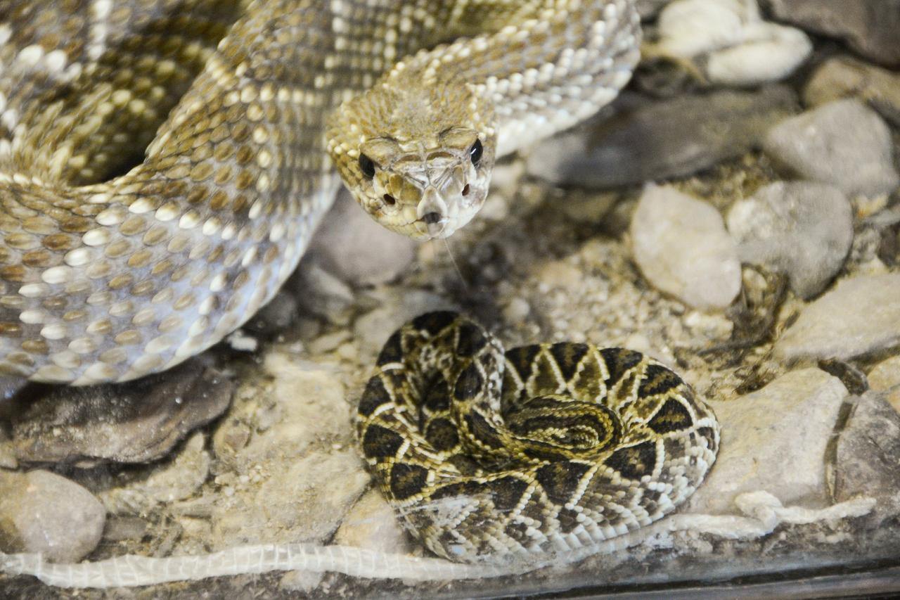 As serpentes já realizaram sua primeira refeição: neonatos de camundongos - Divulgação