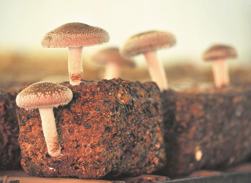 Cultivo de Shitake em toras  Incubação de troncos de cogumelo — Eightify