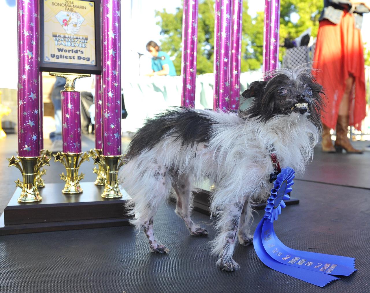 Peanut ostentou o título de cão mais feio do mundo - AFP PHOTO / JOSH EDELSON