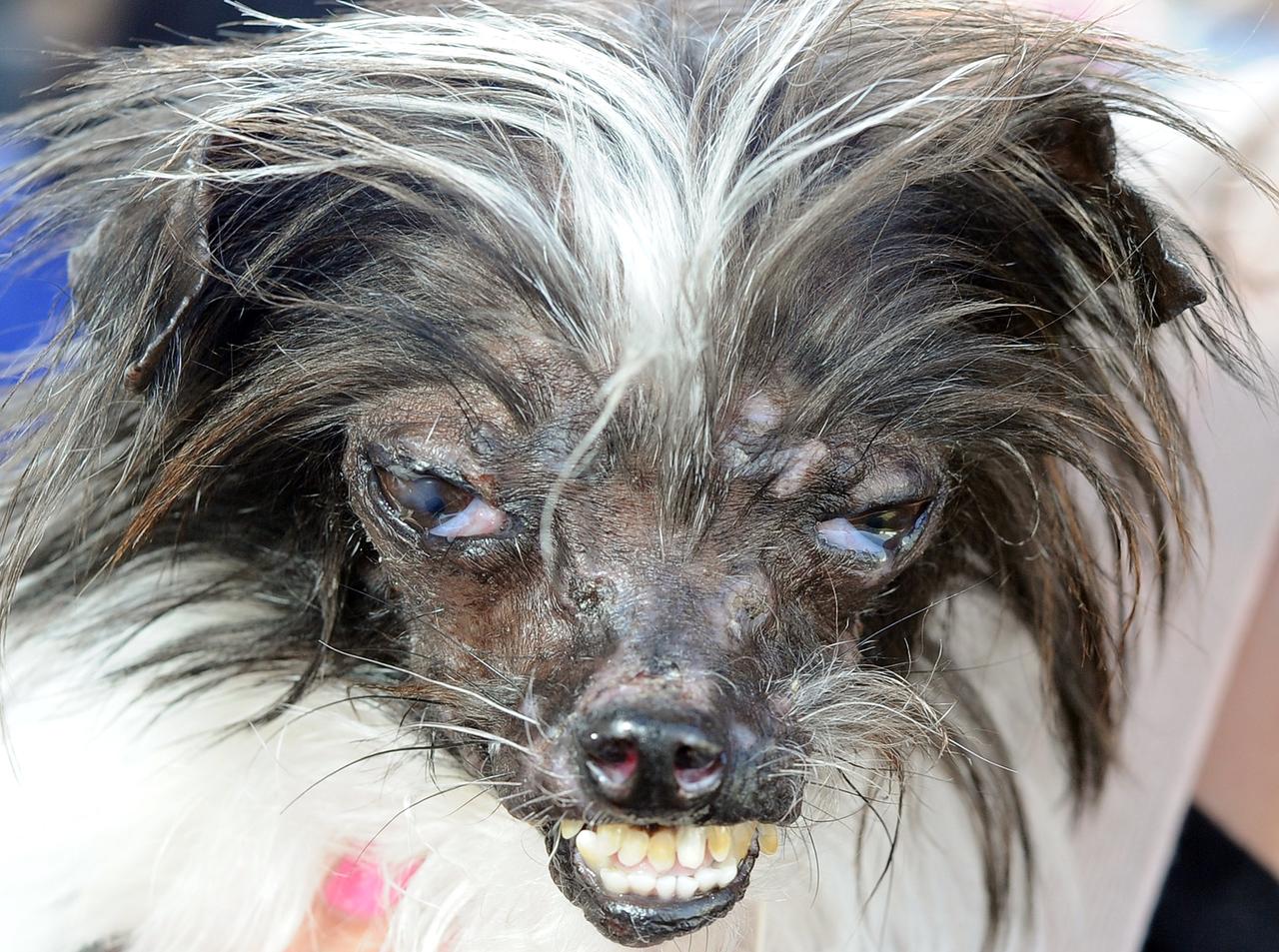 Peanut ganhou o título de cão mais feio do mundo - AFP PHOTO / JOSH EDELSON