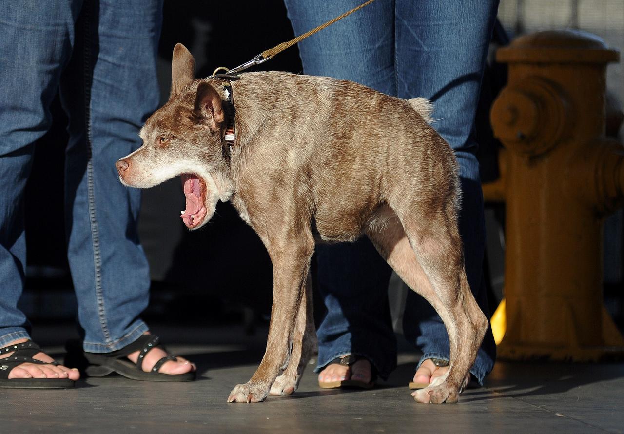 Quasi Modo, que tem o corpo muito curto para seu tamanho, foi um dos competidores - AFP PHOTO / JOSH EDELSON