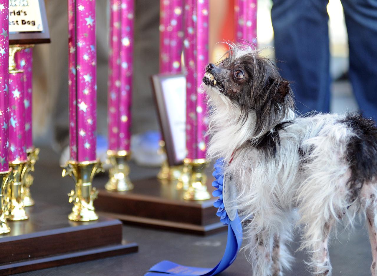 Peanut, ganhou o título de cão mais feio do mundo - AFP PHOTO / JOSH EDELSON