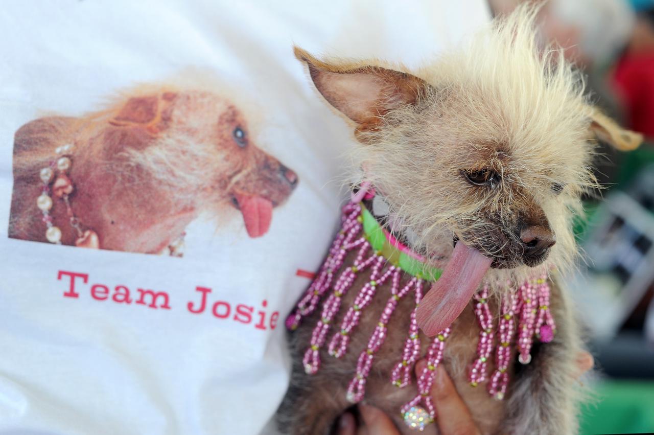 Josie de Tucson, Arizona, enfrentou forte concorrência - AFP PHOTO / JOSH EDELSON