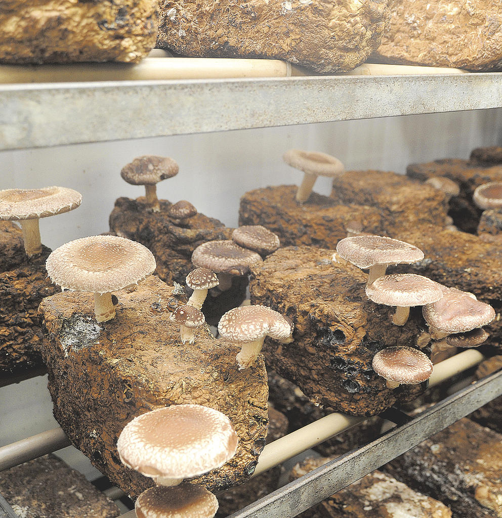 Substrato e Blocos para Cultivo de Cogumelos Shitake