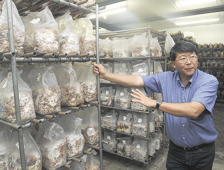 Substrato e Blocos para Cultivo de Cogumelos Shitake