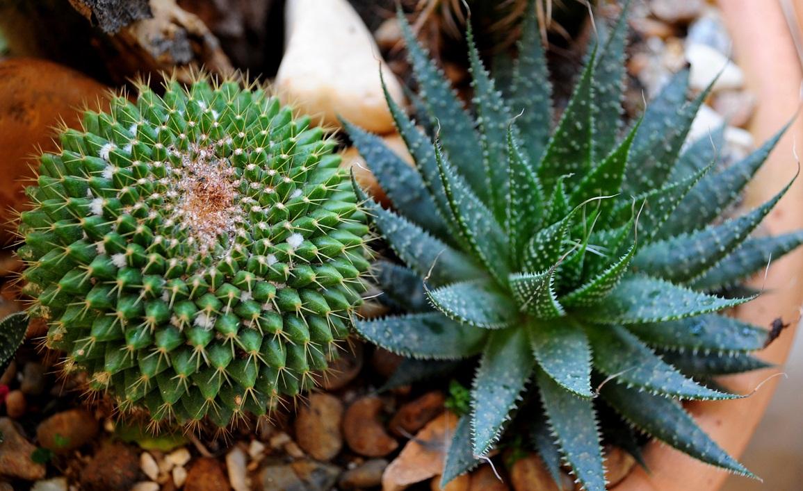 A maior parte das plantas têm espinhos e podem machucar, principalmente, crianças e cachorros - Emidio Marques