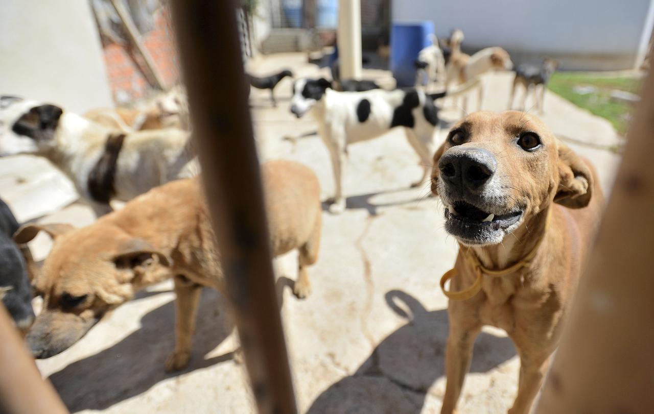 Pessoas podem escolher e levar cães e gatos para casa  - ERICK PINHEIRO 