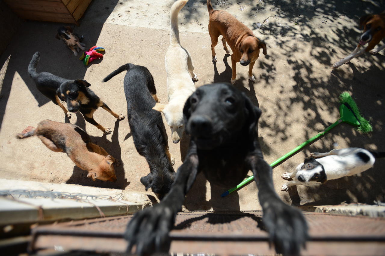  A Aatan cuida de 236 cães e 110 gatos, no bairro Genebra; média é de sete adoções por mês  - ERICK PINHEIRO 