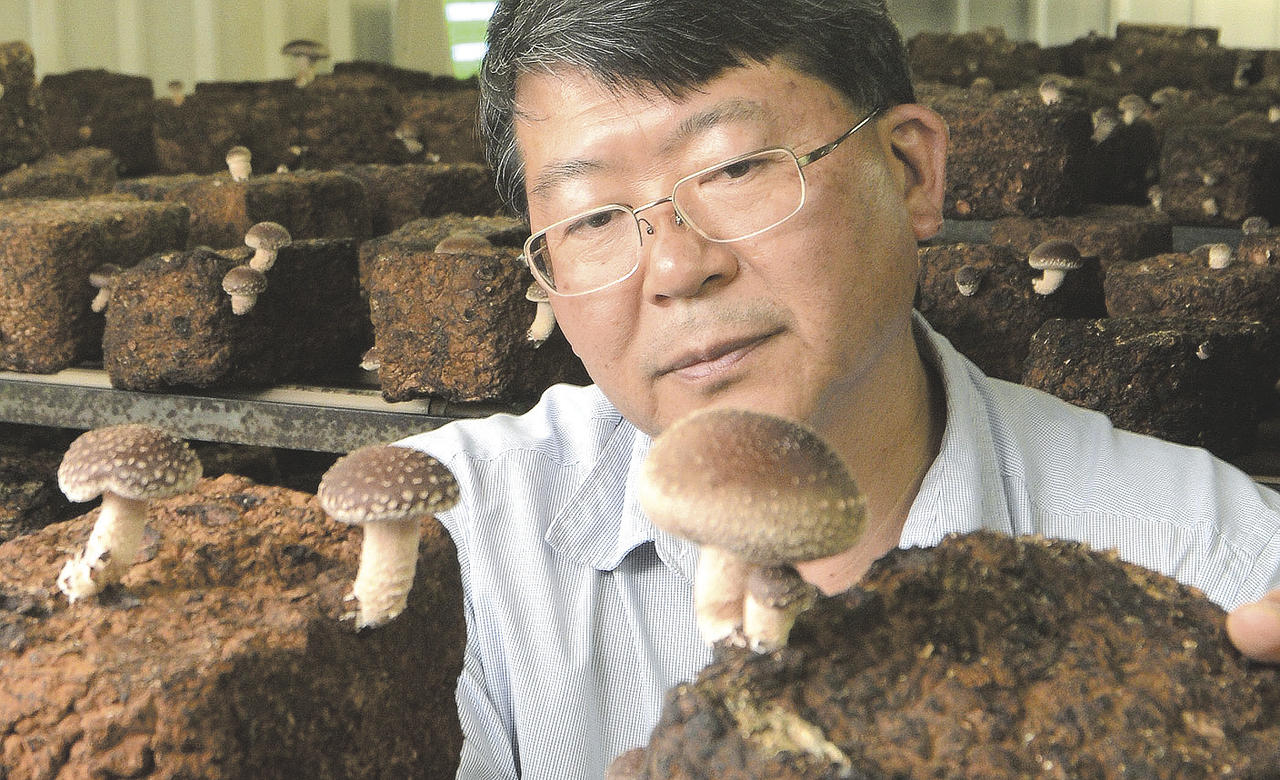 Conheça o processo de cultivo dos cogumelos Shitake e Shimeji