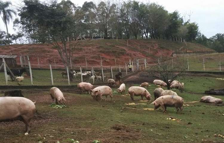 Dos 110 suínos envolvidos no acidente, 64 foram salvos por ativistas - Reprodução/Facebook/Sociedade Vegetariana Brasileira