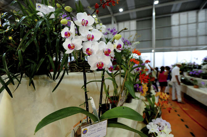 Aluna de Toledo participa de feira científica de Londres com pesquisa de  germinação de orquídeas