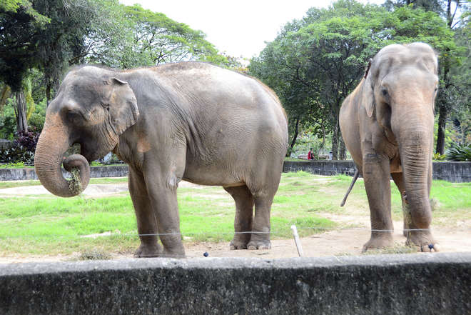 Elefantes são uma das principais atrações do zoológico - EMERSON FERRAZ / SECOM SOROCABA