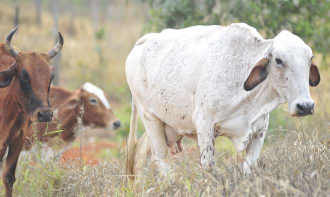 A crise reduziu a demanda dos brasileiros por carne bovina, levando todos os cortes de carne a registrarem queda nos preços no ano passado - ARQUIVO JCS / LUIZ SETTI 06/07/2011