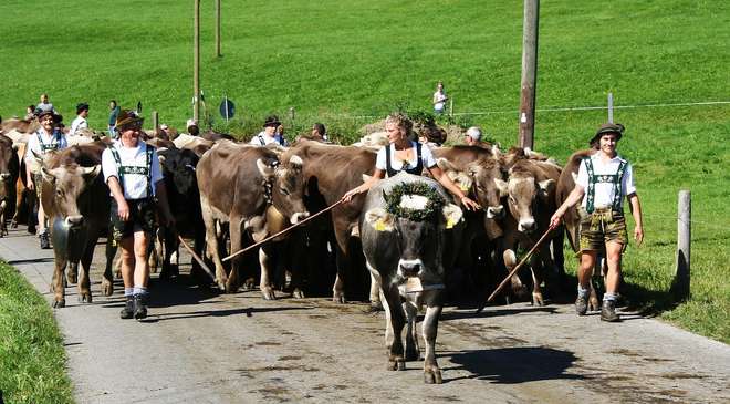 Do gado pardo suíço, uma das mais famosas raças leiteiras do mundo, provém a matéria-prima da fondue original - Arquivo